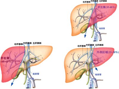 図22　生体肝移植に用いられる肝臓の各部分
